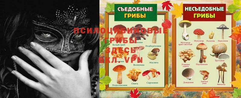 Псилоцибиновые грибы Magic Shrooms  Киреевск 